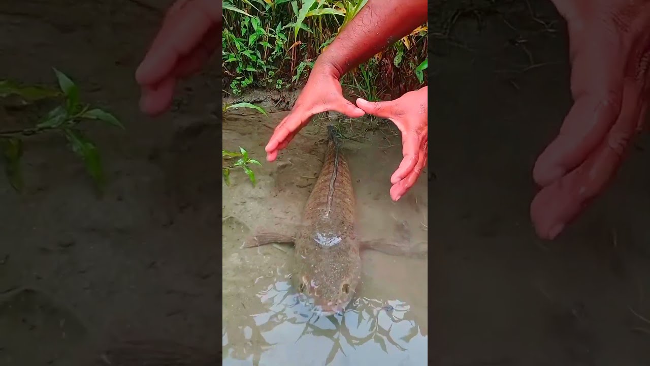  Giant Catfish Found In Muddy Waters Giantfish Fishinglife Fishingvideo