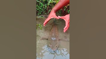 "Giant Catfish Found in Muddy Waters" #giantfish #fishinglife #fishingvideo