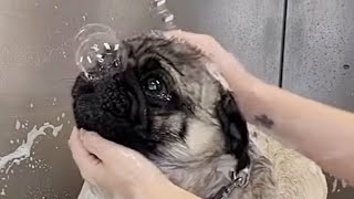 Meatball the Pug blows bubbles in the bath