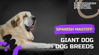 Guardians of the Flock: The Majestic Spanish Mastiff Unleashed! #petantics #petselfie #doggie by A dogsy 282 views 9 months ago 12 minutes, 18 seconds