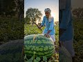 World's Biggest Watermelon Harvest 🍉