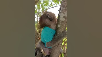 Baby wants to climb the tree #shortsvideo