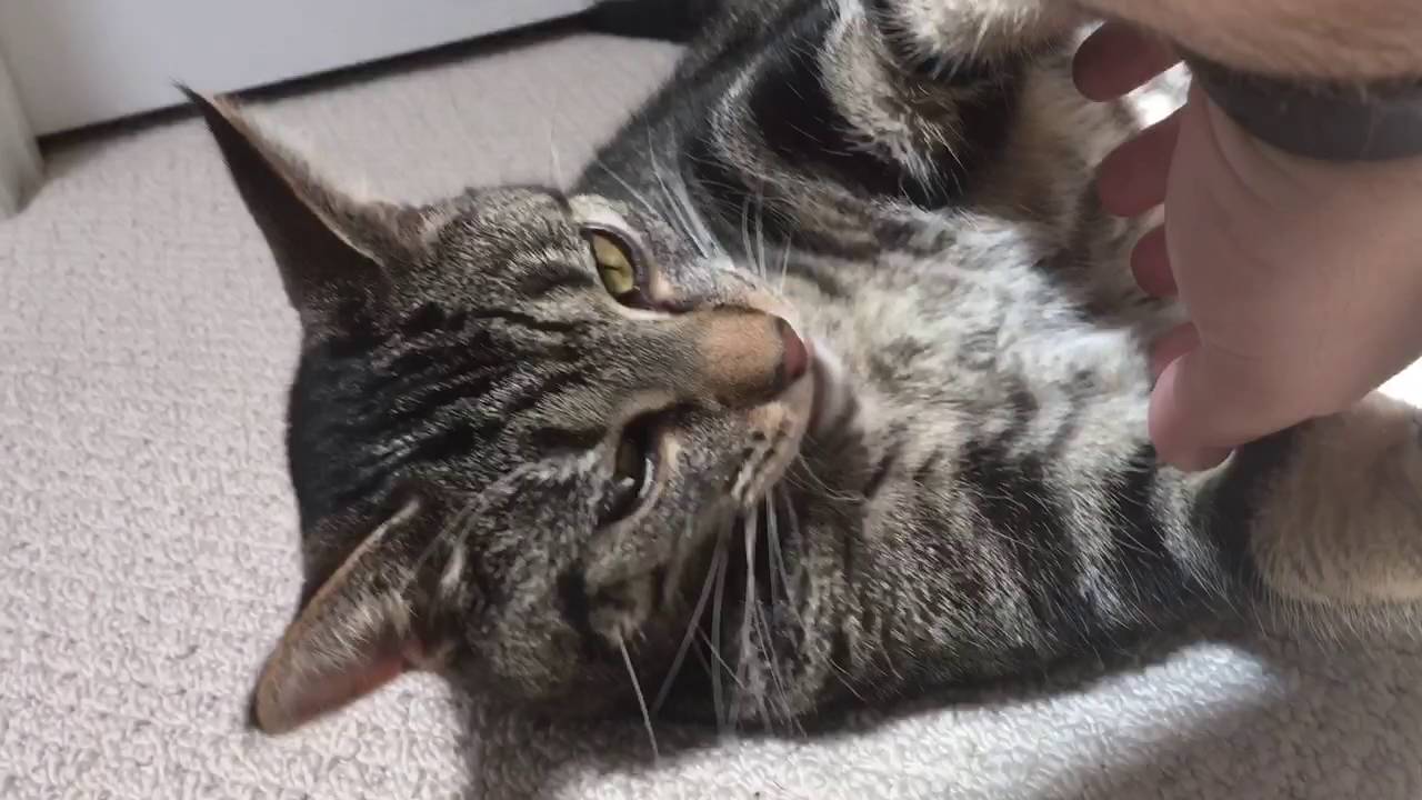 Rubbing my cat's belly. YouTube