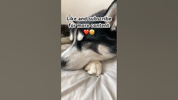 Take a break from doomscrolling #pets #dog #subscribe #husky #recommended #foryou #doomscrolling