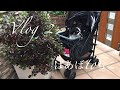 【暮らしvlog 】日々の暮らしで小さな幸せ/シニア犬と暮らす