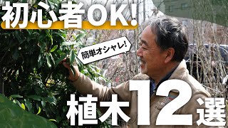 【植えるならコレ】圧倒的な存在感を出す植木初心者でもお庭がオシャレになるシンボルツリー12選【植栽】【ガーデニング】