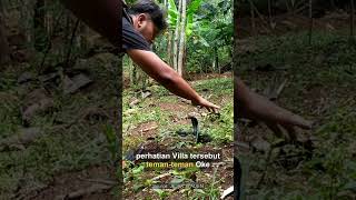💥 Aksi Tangkap Ular Tanpa Alat? Gila Banget!