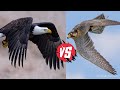 Peregrine Falcon vs Bald Eagles