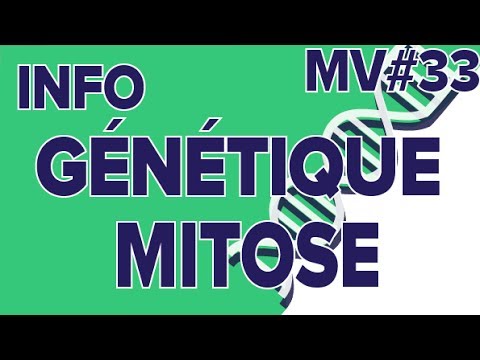 Vidéo: À quel stade de la mitose l'information génétique est-elle répliquée ?