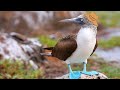 Blue-Footed Booby