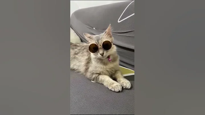 Video 270381: american shorthair himalayan cat, sphynx american munchkin, hypoallergenic cats american shorthair, american shorthair cat kitten, american shorthair cute cat, bengal cat american, american shorthair funny cat, sphynx hairless cat hypoallergenic