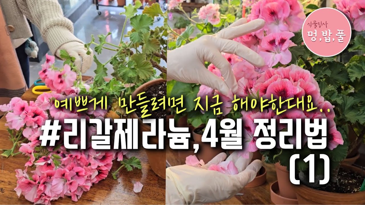 제라늄,4월의 리갈 뎅강#리갈제라늄예쁘게만들기 #리갈제라늄수형정리 #리갈제라늄가지치기