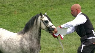 Merlod Mynydd Cymreig - Ebol 2 flwydd | Welsh Mountain Ponies - Colt 2 yr old