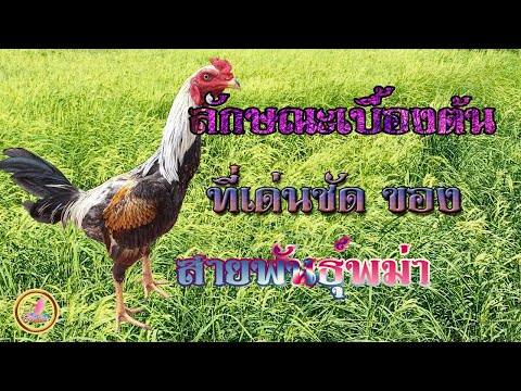 ลักษณะทั่วไปของไก่สายพันธุ์พม่า...!!!