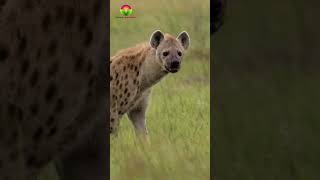 Surah Al Ghafir ❤️| Savage Animals Kingdom | Nature's Recitations #quran #animals #shorts #wildlife