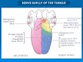 90  Nerve supply of t  tongue