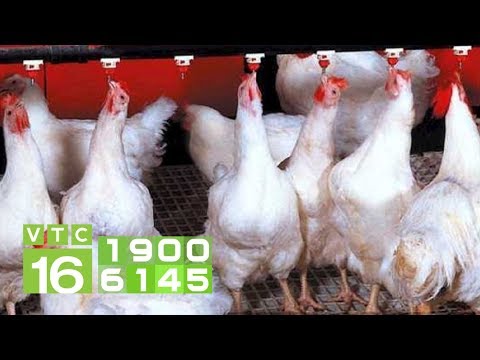 giá 1 con gà công nghiệp - Webgiasi