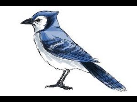 How to draw a Blue Jay - YouTube