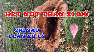 Hết nứt thân xì mủ cho cây Sầu Riêng chỉ sau 1 lần xử lý bằng cặp quét BMFE và Thấm Sâu BMFE
