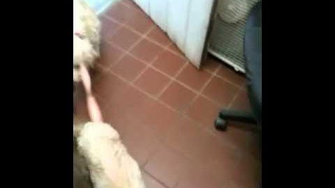 Meeka and Delphi in office