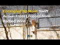 Entangled No More: Swift Action Frees Leopard from Barbed Wire| RESQCT| 2024