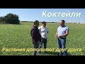 Опыт выращивания коктейлей в Молдове