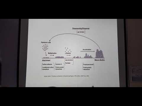 Staphylococcus aureus parte 1