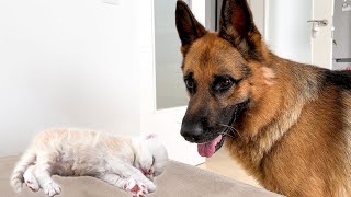 German Shepherd Wakes Up a Tiny Kitten for the First Time