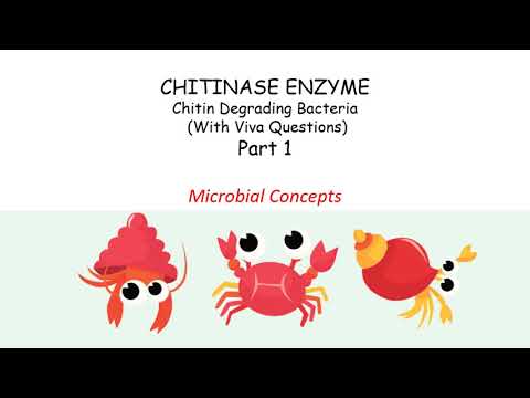 Video: Wat is het chitinase-enzym?