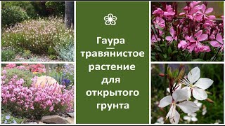 ❀ Гаура - травянистое растение для открытого грунта