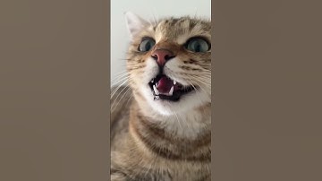 Thumbnail of cat meow meow billi baby