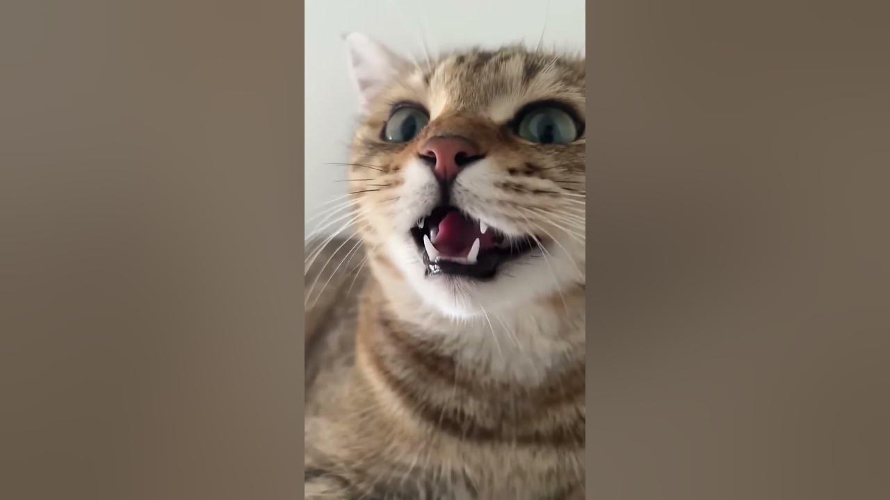cat meow meow billi baby cat meow meow billi baby