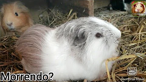 O que fazer quando o porquinho-da-índia está morrendo?