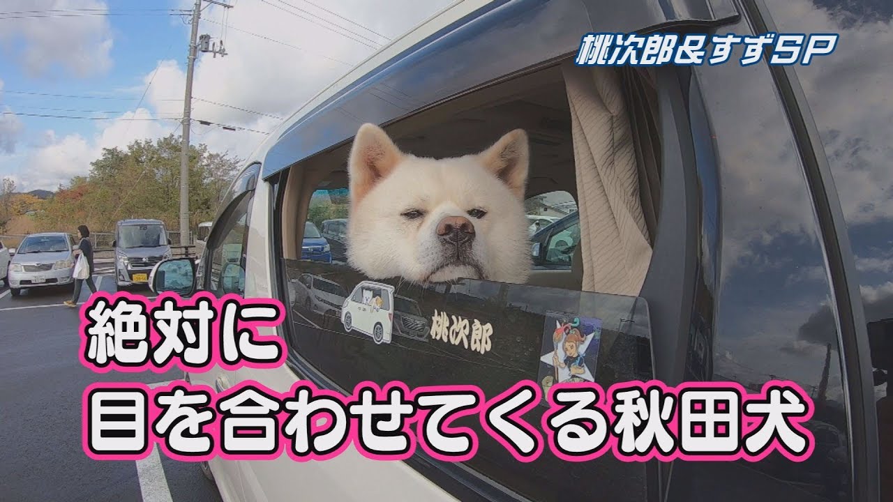 絶対に目を合わせてくる秋田犬 Youtube