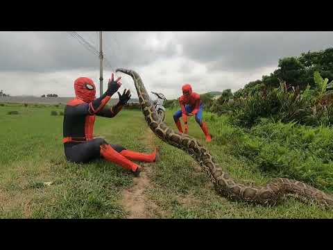 KING PYTHON05 |Spider-Man And Pitbull Dog Confront One Giant Python 100kg