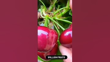 October 7, 20fruitfruitsshortsbrother olly#satisfying