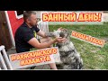 Аляскинский Маламут и Хаски. Помыть собаку - миссия невыполнима.