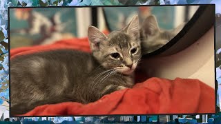 Foster Kitten Livestream (S8, E53)  May 13, 2024