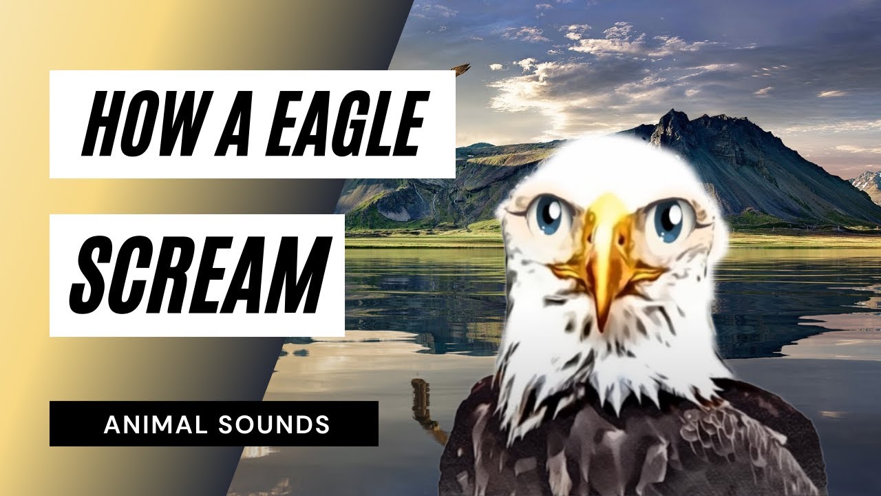 the war eagle tf2 the war eagle tf2