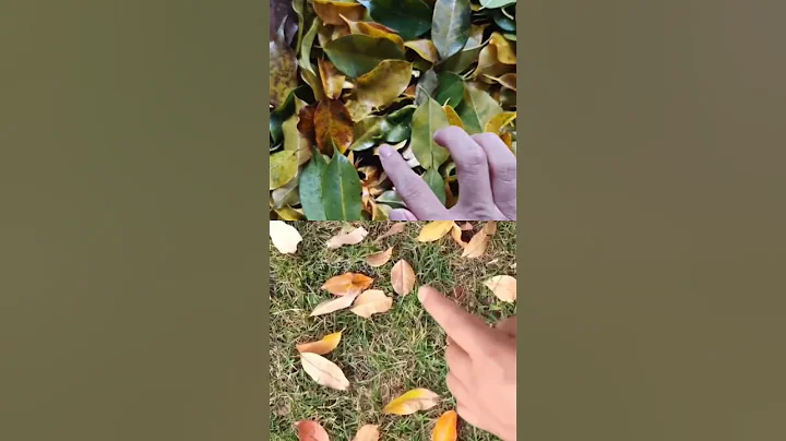 Huawei p60 pro vs Samsung galaxy S23 Ultra display review #shorts