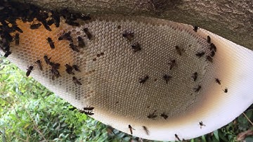 Bắt Tổ Ong Rừng Mùa Gió Bắc Có Cái Kết Đắng #16 @Lực 68 TV