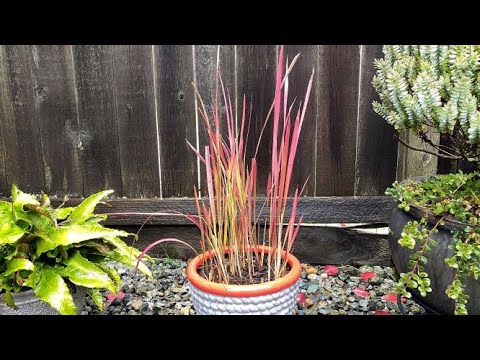 Video: Cylindrical Empire: Planting And Care, Winter Hardiness Of The Red Baron Variety, Description And Use Of The Plant In Landscape Design