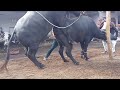 OMG !  hot buffalo meeting new latest 2020 Haryana murra Pada