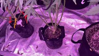 Growing using @KindLEDGrowLights & @LotusNutrients