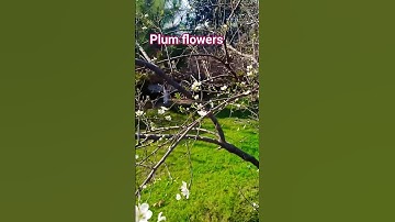Thumbnail of Plum Flowers 🌷🌸💮 | White Flowers of Plum #electronic #relaxingmusic #ambientmusic