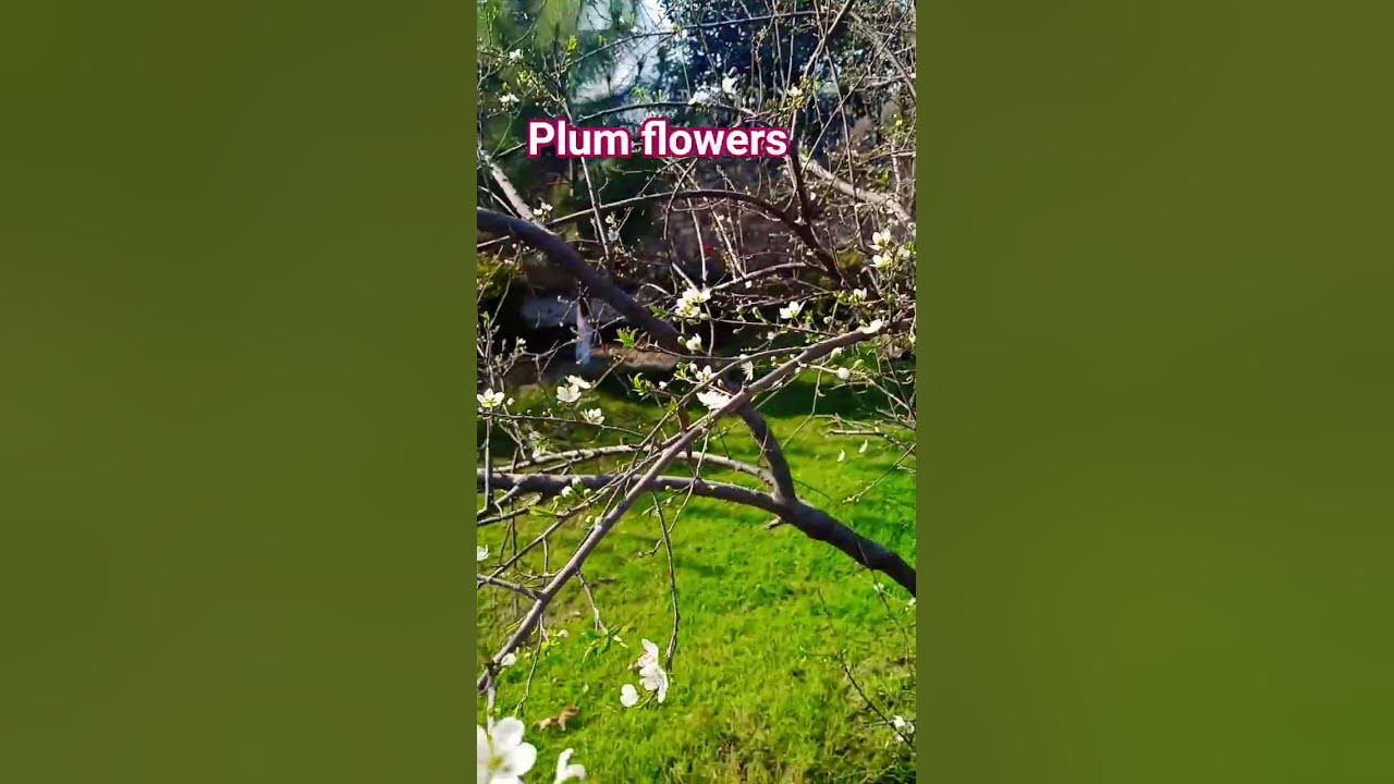 Plum Flowers 🌷🌸💮 | White Flowers of Plum #electronic #relaxingmusic #ambientmusic