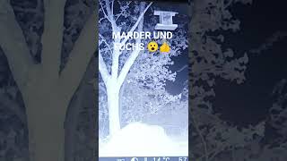 WILDKAMERA IM GARTEN. MARDER UND FUCHS TREFFE SICH 😮👍👍
