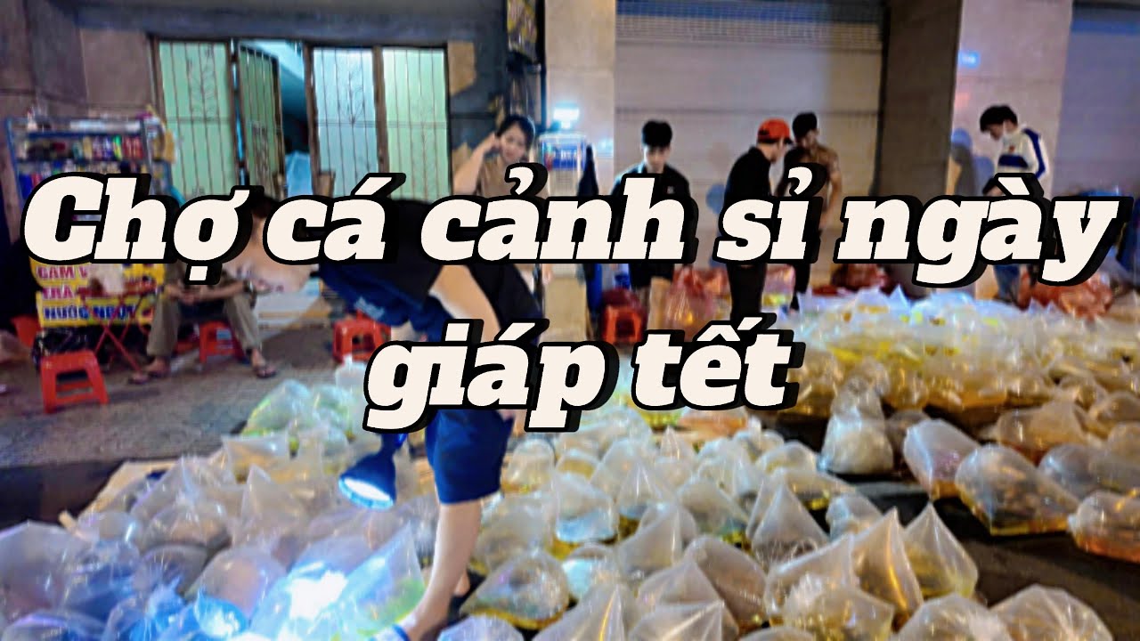 Cận Tết Ghé Chợ Cá Cảnh Sỉ – Đông Vui & Đủ Loại Cá#chocacanhsi.#cacanh #tet2026 #saigon #luuxuantin
