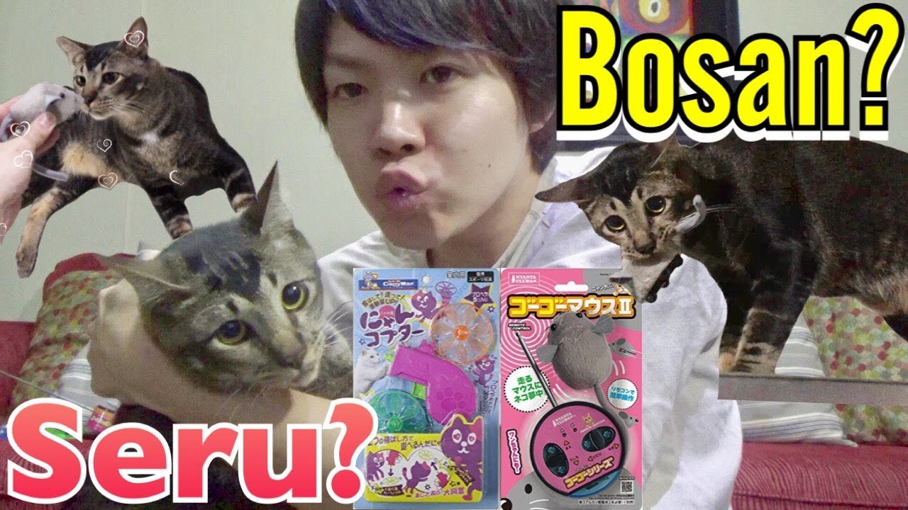 Kucing Indonesia vs Mainan Kucing Jepang  インドネシアの猫に日本のおもちゃを試してみた