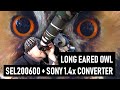 Photographing LONG EARED OWLS with the Sony SEL200600 and 1.4x Teleconverter | Wildlife Vlog